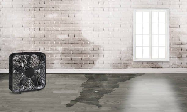 Best Water damage cleanup near me  in Judson, SC
